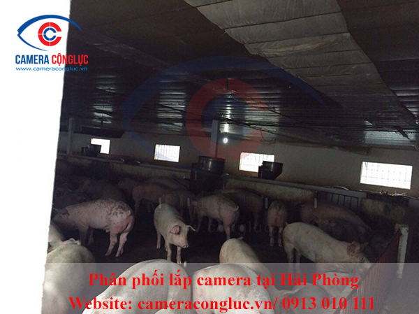Lắp camera tại Vĩnh Bảo, Hải Phòng – Trại lợn bác Đặng